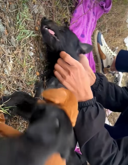 T0708021 Rescue family of dogs puppy puppytiktok rescue rescueanimals part2