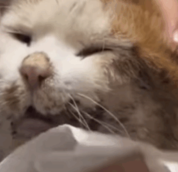 T0309047 Rescue Abandoned cat abandoncat straycat part2