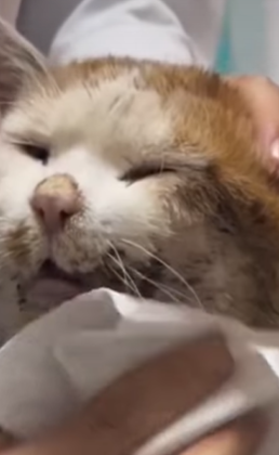 T0309047 Rescue Abandoned cat abandoncat straycat part2