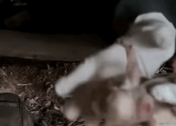 T0708022 Rescue family of dogs rescue rescueanimals animalsoftiktok anim part2