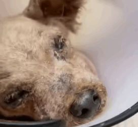 T0309034 help the poor blind puppy animalslover foru pets part2