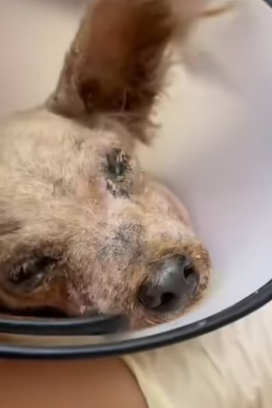 T0309034 help the poor blind puppy animalslover foru pets part2