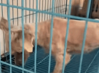 T0309024 Rescue stray dogs rescue cute love helpanimals dog part2