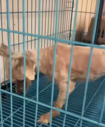 T0309024 Rescue stray dogs rescue cute love helpanimals dog part2