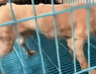 T0309050 rescue poor puppy positivevibes animals rescueanimals pet part2