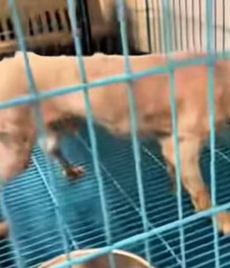 T0309050 rescue poor puppy positivevibes animals rescueanimals pet part2