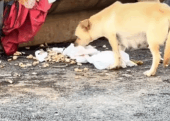 T0708005 Rescue poor dog pet fyp xuhuong trending dog dogsoftiktok pets part2