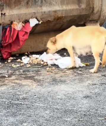 T0708005 Rescue poor dog pet fyp xuhuong trending dog dogsoftiktok pets part2