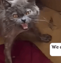 T0309011 rescued an abandoned kitten and then part2