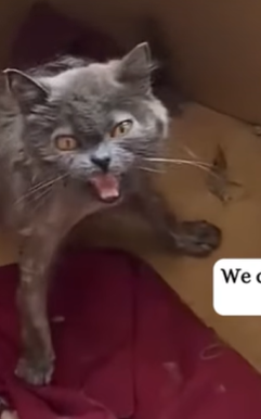 T0309011 rescued an abandoned kitten and then part2