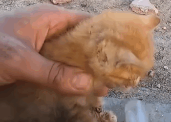 T0708027 Rescue kitten rescue rescueanimals animals rescue kitten cats part2