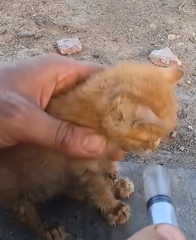 T0708027 Rescue kitten rescue rescueanimals animals rescue kitten cats part2