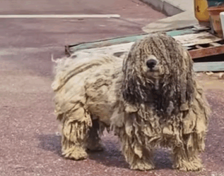 T0309025 Rescue stray dogs rescue cute love helpanimals dog part2