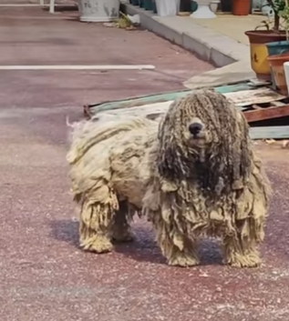 T0309025 Rescue stray dogs rescue cute love helpanimals dog part2