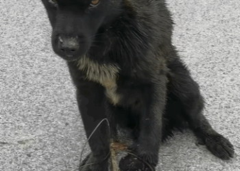 T0708014 Rescue poor dog pet xuhuong fyp trending dog petsoftiktok dogs part2