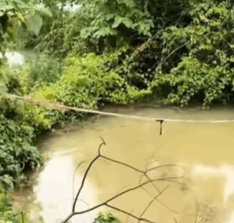 T0309016 Rescue puppy that has fallen into the water part2