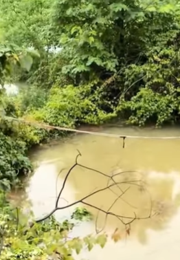 T0309016 Rescue puppy that has fallen into the water part2