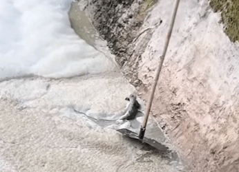 T0708030 Rescue poor dog pet fyp xuhuong trending dog dogsoftiktok pets part2