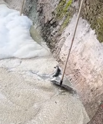 T0708030 Rescue poor dog pet fyp xuhuong trending dog dogsoftiktok pets part2