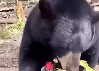 T1908041 group of people saved bear that had an accident on the road rescue animal animalsoftiktok part2