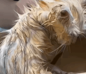 T0309021 Rescue stray cats rescue cute love helpanimals cat catsoftikto part2