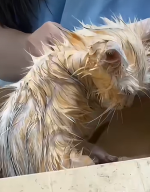 T0309021 Rescue stray cats rescue cute love helpanimals cat catsoftikto part2