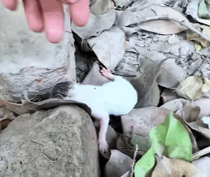 T0708020 Rescue family of cats rescue animals rescueanimals kitten cats part2