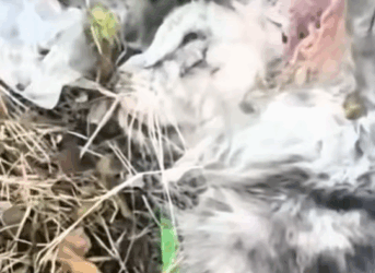 T0309036 Help the poor Dog animalsoftiktok rescue part2