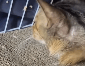 T0309035 help the poor blinds cat AdoptDontShop pet FYP rescueanimals part2