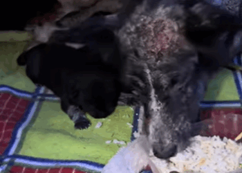 T0708008 Rescue poor dog pet xuhuong fyp trending dog dogsoftiktok pets part2