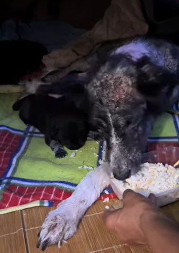 T0708008 Rescue poor dog pet xuhuong fyp trending dog dogsoftiktok pets part2