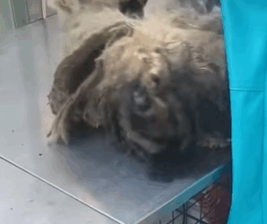 T0309028 Rescue stray dogs rescue cute love helpanimals rescuedog dog part2