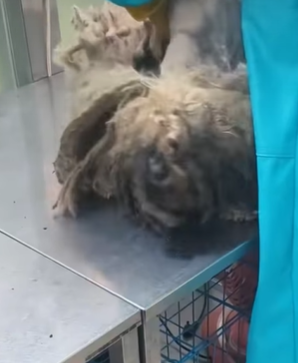 T0309028 Rescue stray dogs rescue cute love helpanimals rescuedog dog part2