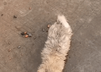 T0708007 Rescue poor dog pet fyp xuhuong trending dog dogsoftiktok pets part 2