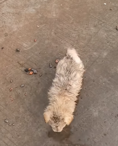 T0708007 Rescue poor dog pet fyp xuhuong trending dog dogsoftiktok pets part 2