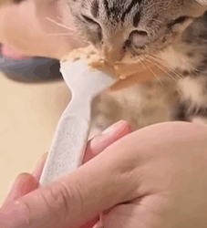 T0309031 Respect rescue animalsoftiktok animals pets for viralvideos part2