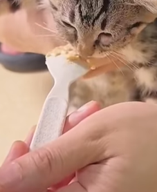 T0309031 Respect rescue animalsoftiktok animals pets for viralvideos part2