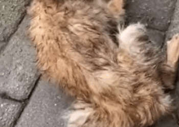 T0708004 Rescue poor dog pet fyp xuhuong trending dog dogsoftiktok pets part2