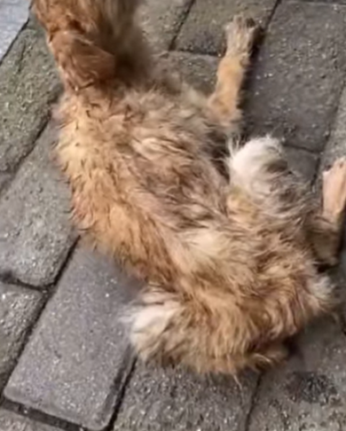 T0708004 Rescue poor dog pet fyp xuhuong trending dog dogsoftiktok pets part2