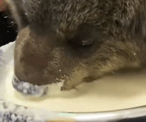 T0309010 Rescued a baby bear part2