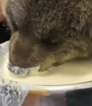 T0309010 Rescued a baby bear part2