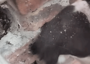 T0708010 Rescue poor dog pet xuhuong fyp trending dog dogsoftiktok pets part2