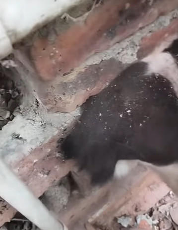 T0708010 Rescue poor dog pet xuhuong fyp trending dog dogsoftiktok pets part2