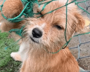 T0309006 Rescue the dog caught in the net pet fyp trending dog part2