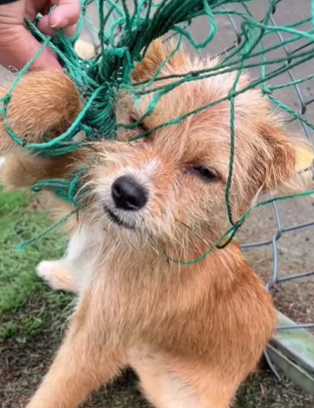 T0309006 Rescue the dog caught in the net pet fyp trending dog part2