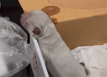 T0708012 Rescue poor dog pet xuhuong fyp trending dog petsoftiktok dogs part2