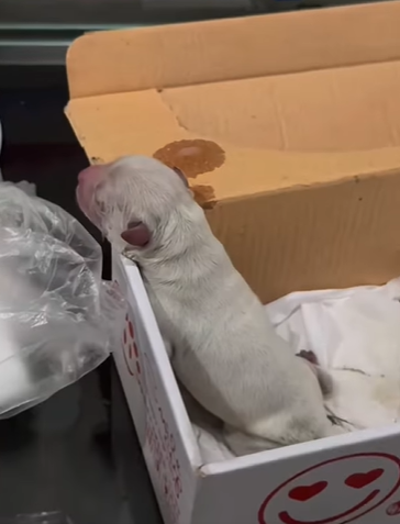 T0708012 Rescue poor dog pet xuhuong fyp trending dog petsoftiktok dogs part2