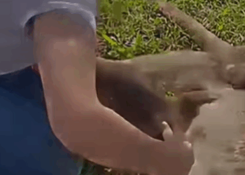 T0309048 Rescue and adoption of baby kangaroo after the death of its mother part2