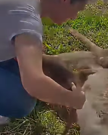 T0309048 Rescue and adoption of baby kangaroo after the death of its mother part2