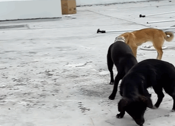 T0708003 Rescue poor dog pet fyp xuhuong trending dog dogsoftiktok pets part2